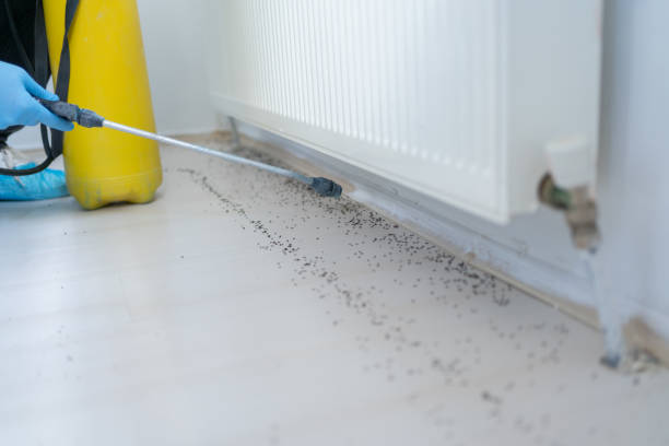 Best Mosquito Control Services  in Clay, KY